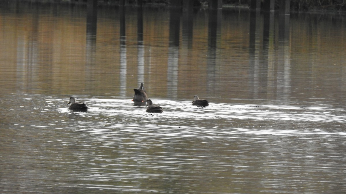 American Black Duck - ML646314381