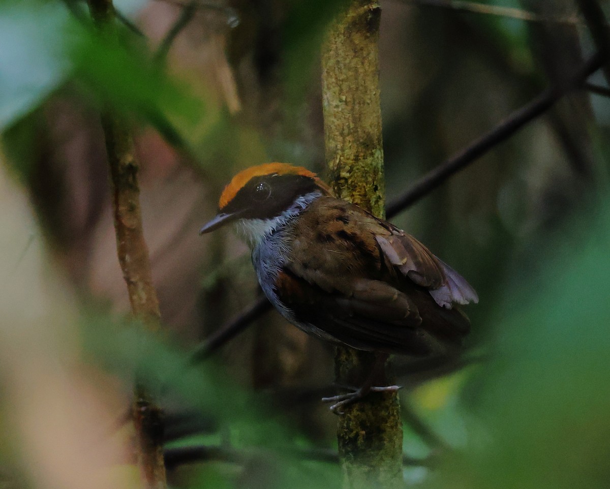 Black-cheeked Gnateater - ML646314382
