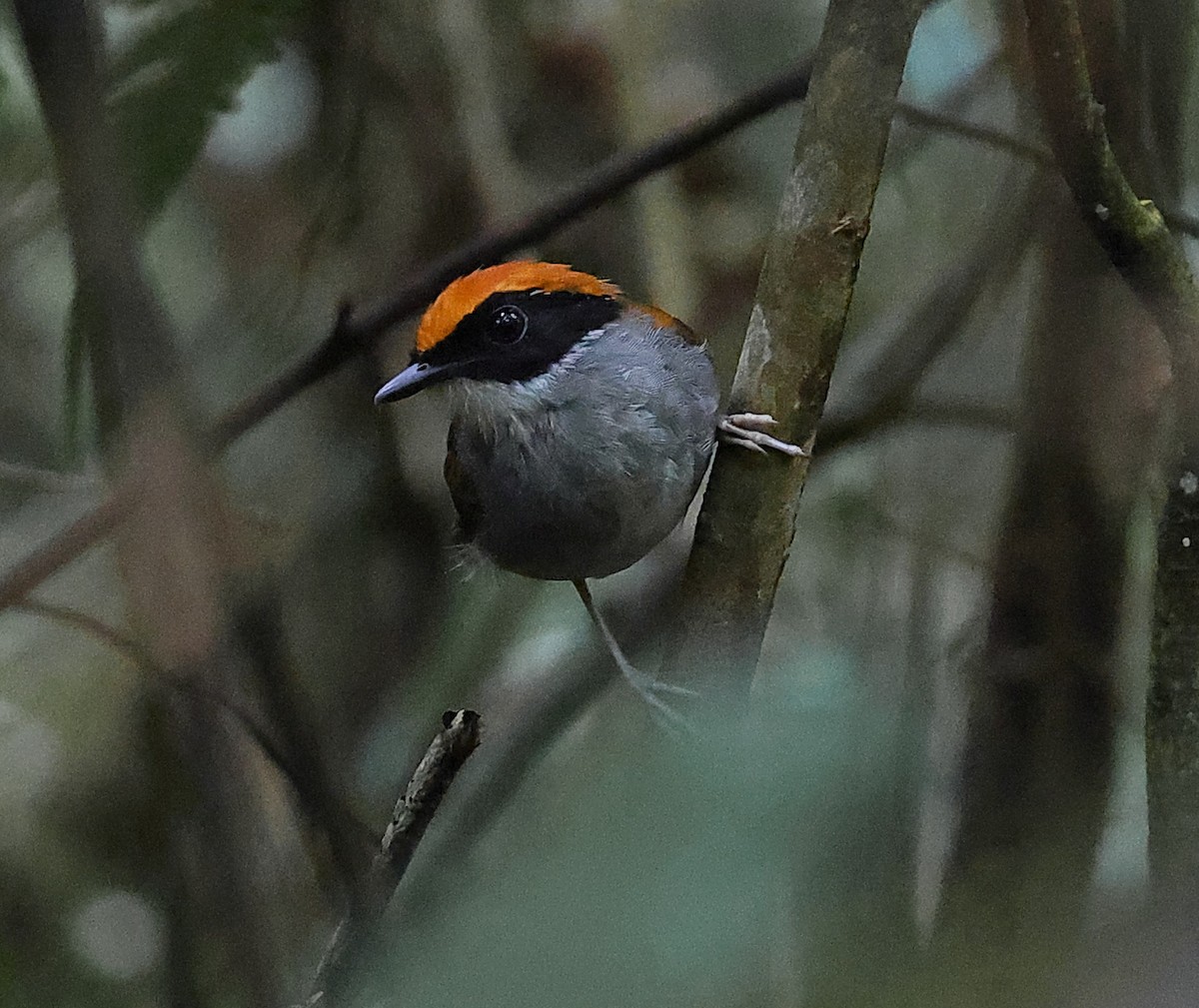Black-cheeked Gnateater - ML646314383