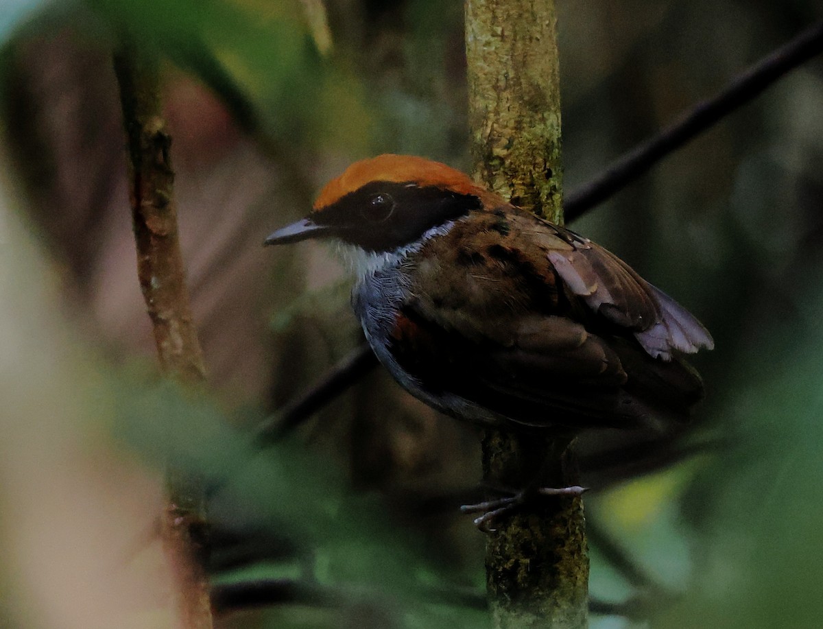 Black-cheeked Gnateater - ML646314384