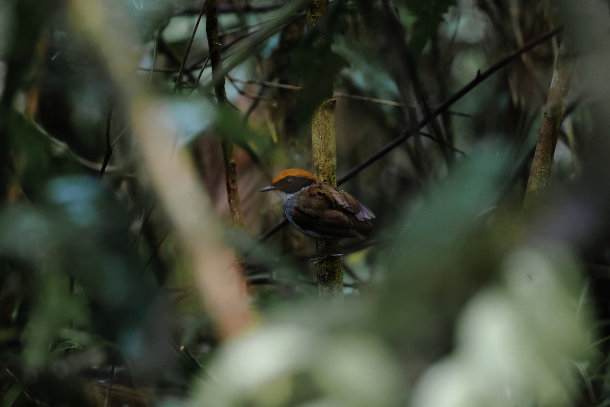 Black-cheeked Gnateater - ML646314386