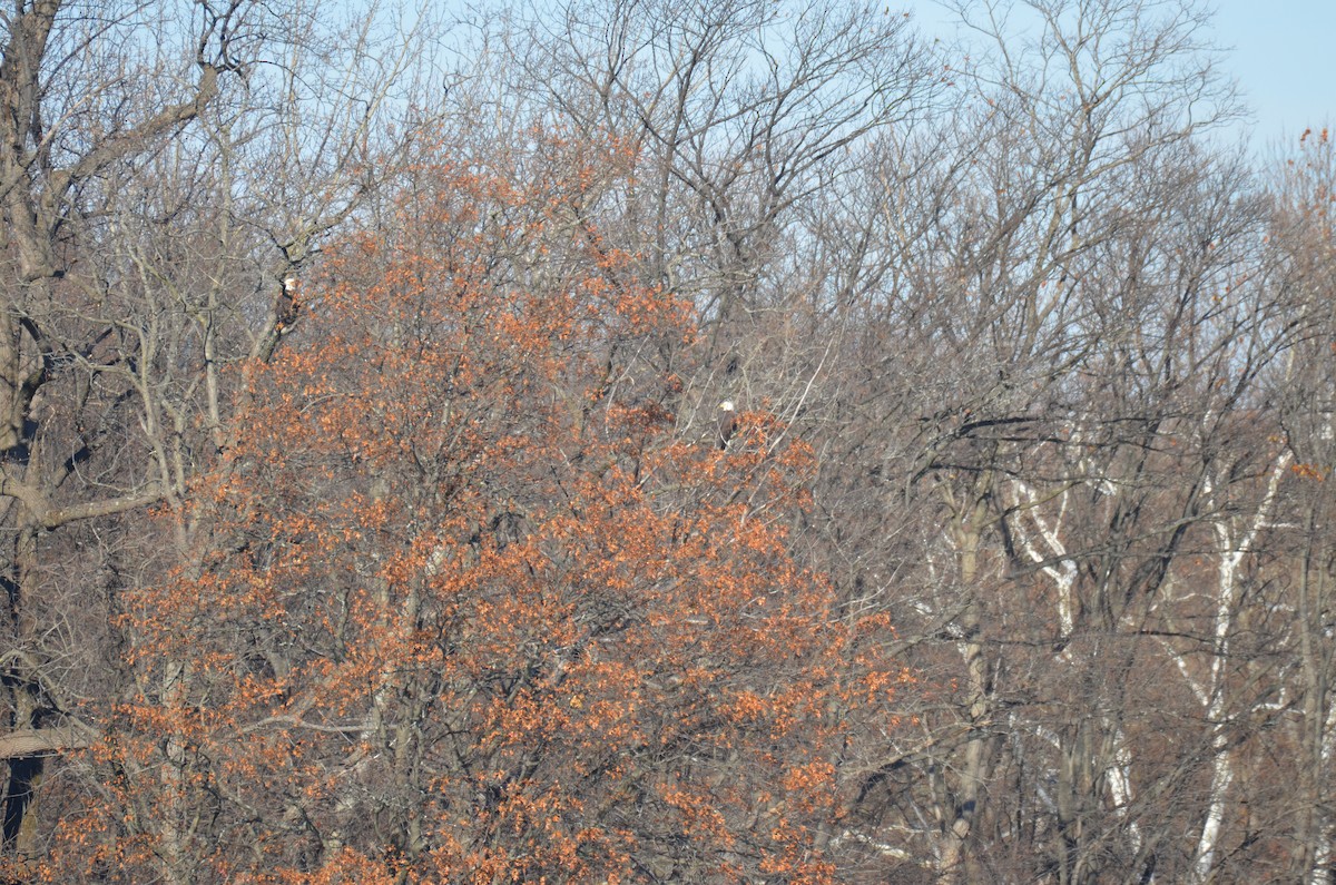 עיטם לבן-ראש - ML646314388