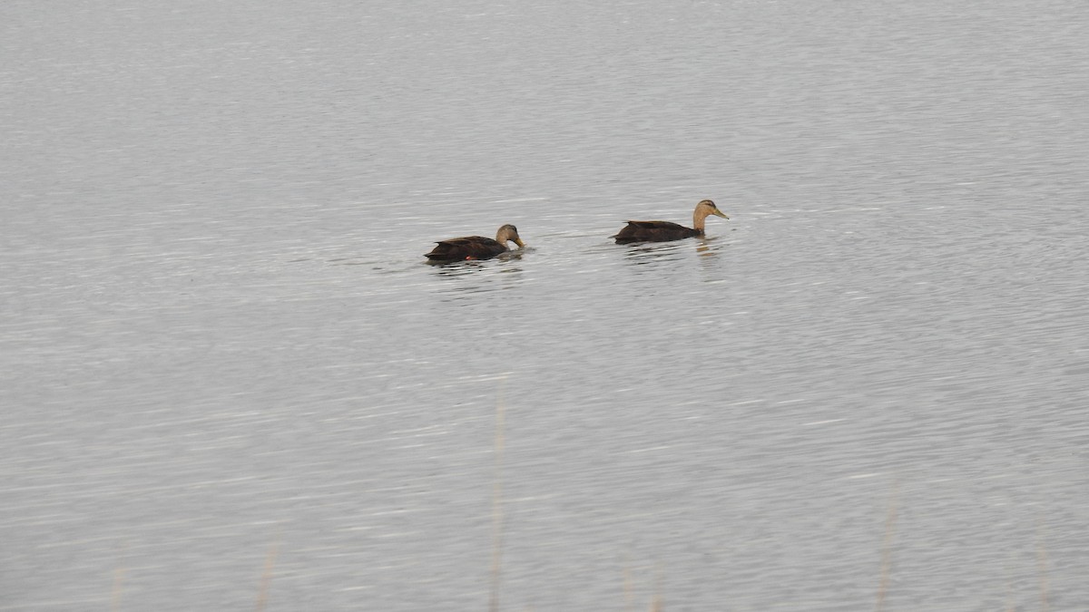 American Black Duck - ML646314389