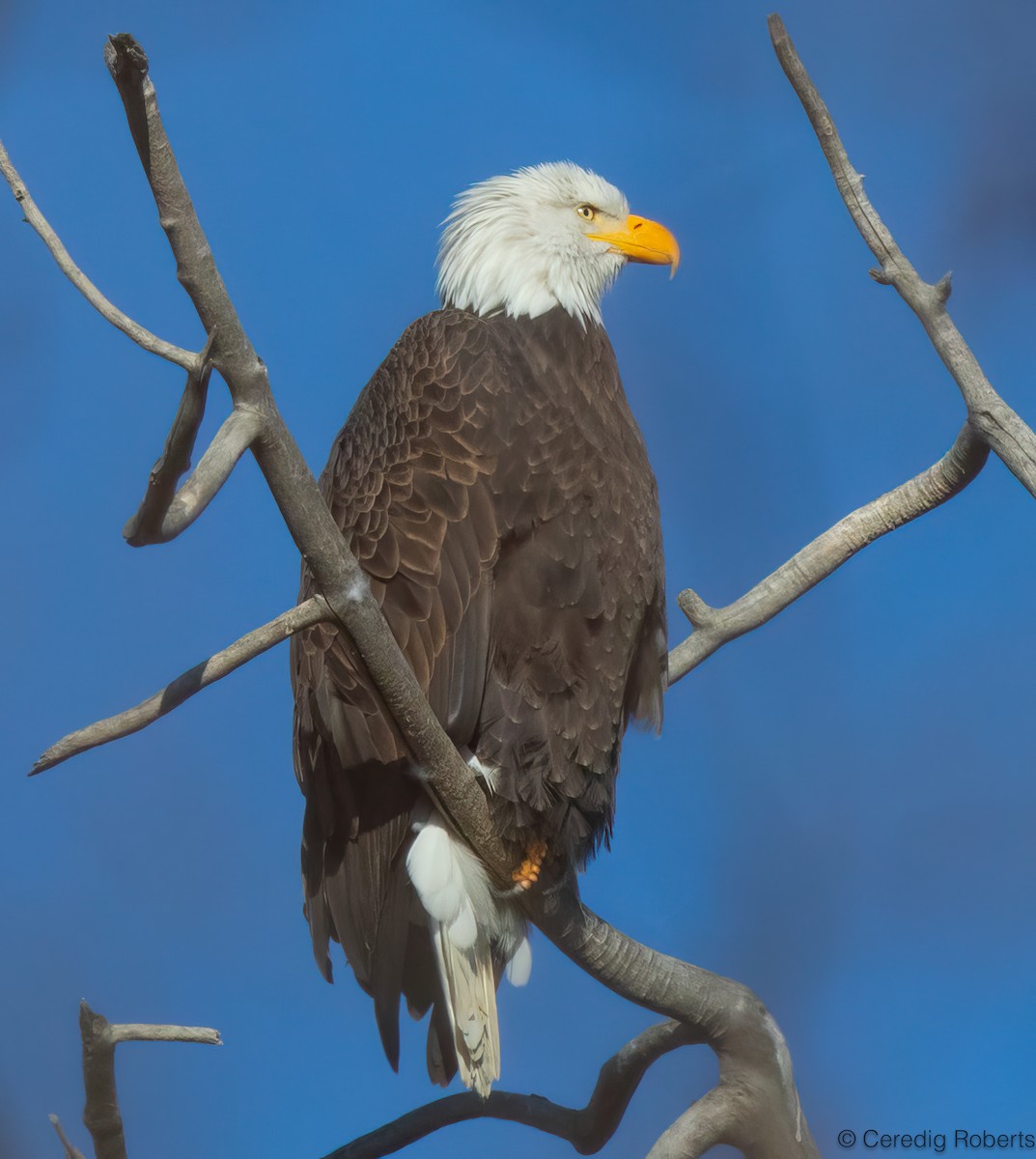 Pygargue à tête blanche - ML646314390
