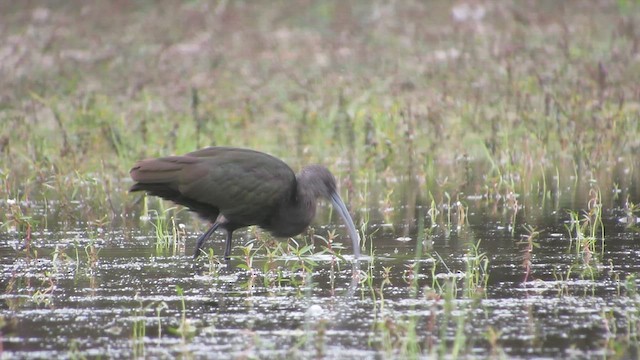 Glossy/White-faced Ibis - ML646314395