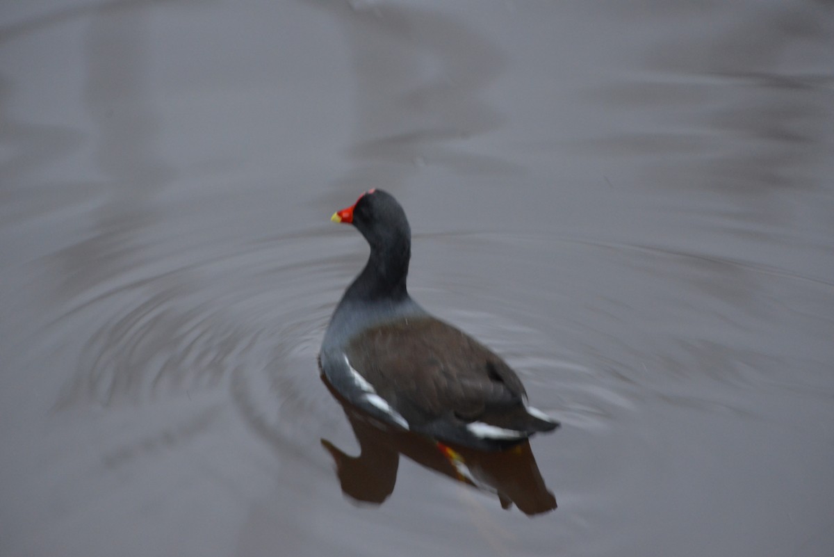 Common Gallinule - ML646314396