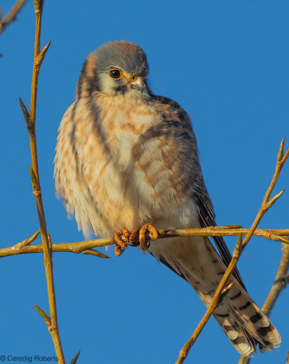 American Kestrel - ML646314397