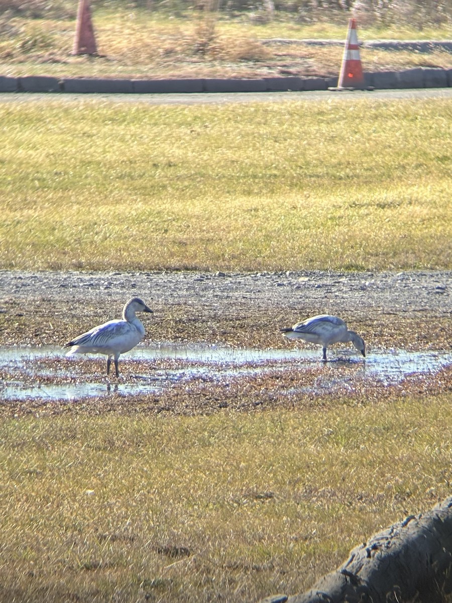 Snow Goose - ML646314401