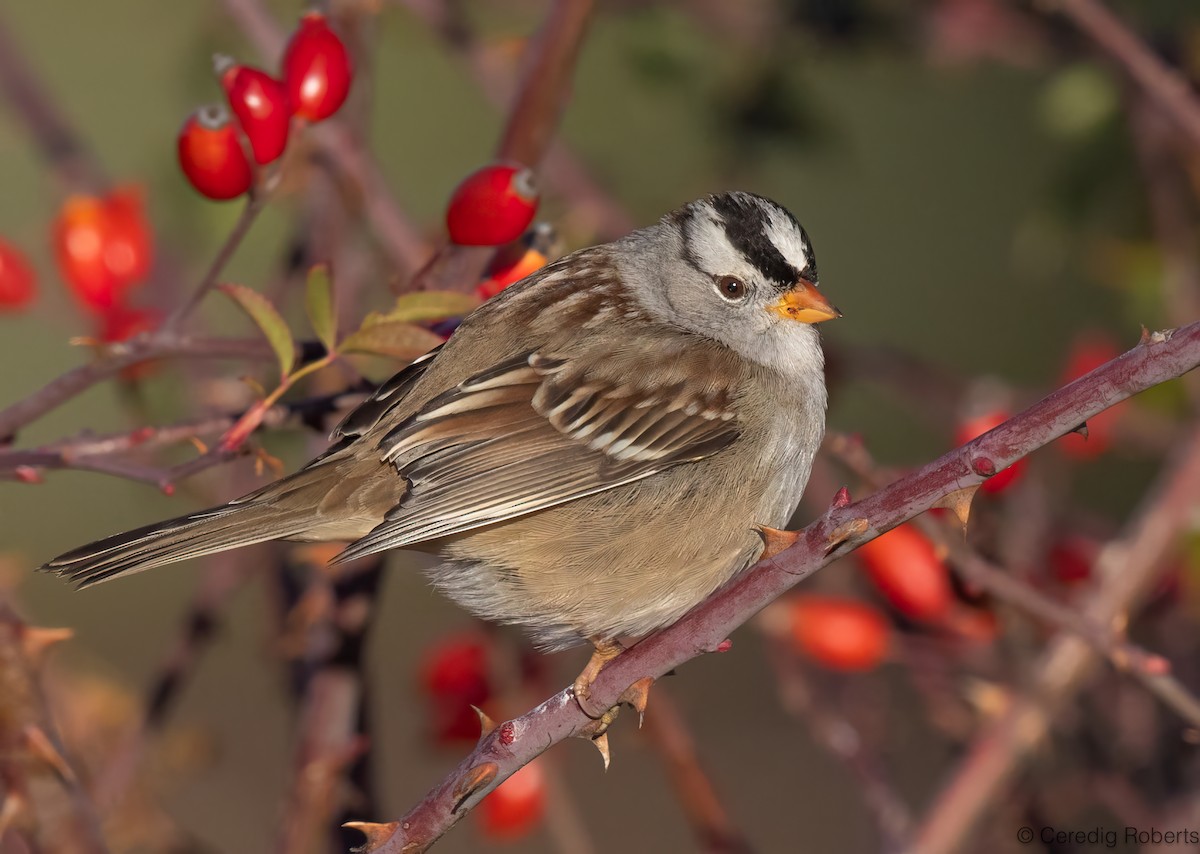 White-crowned Sparrow - ML646314404