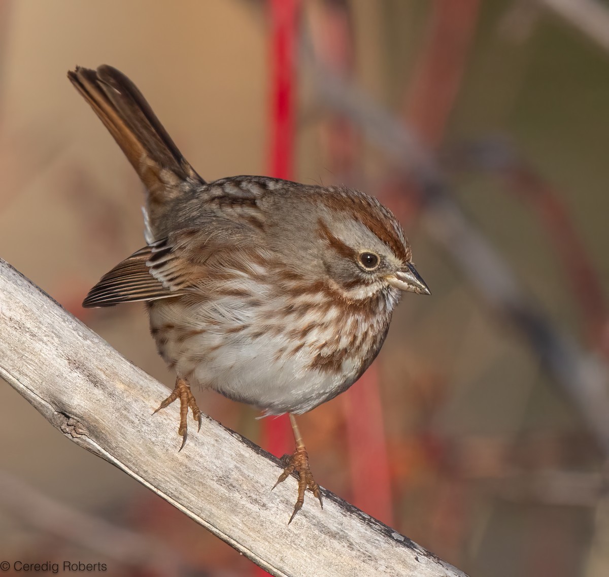 Song Sparrow - ML646314405