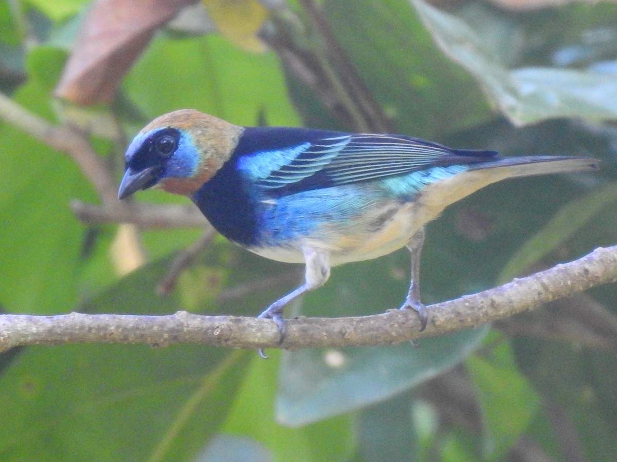 Golden-hooded Tanager - ML646314406