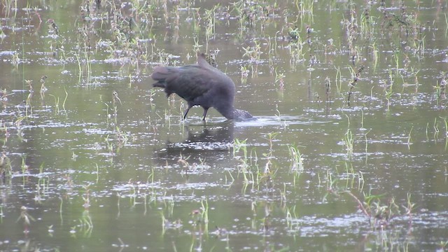 Glossy/White-faced Ibis - ML646314408