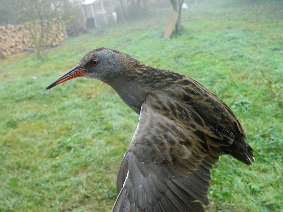 Water Rail - ML646314409