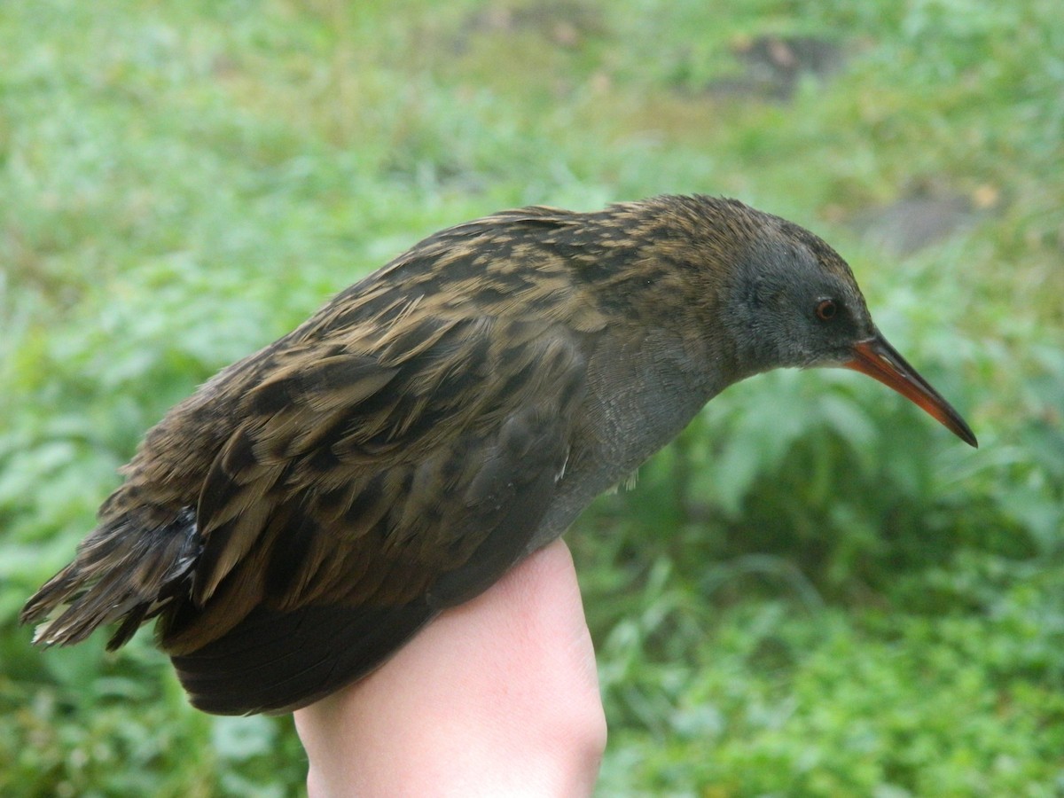 Water Rail - ML646314410