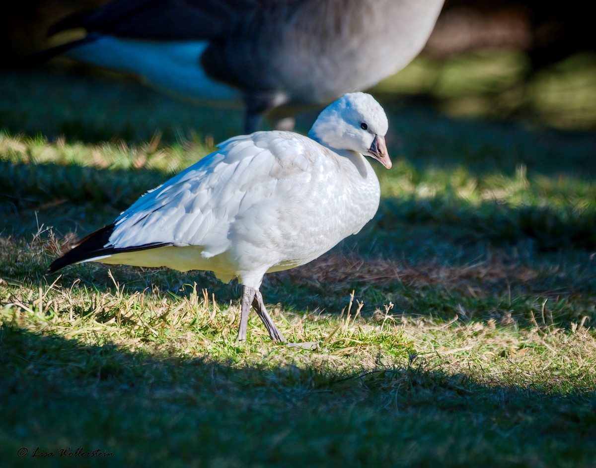 Ross's Goose - ML646314411