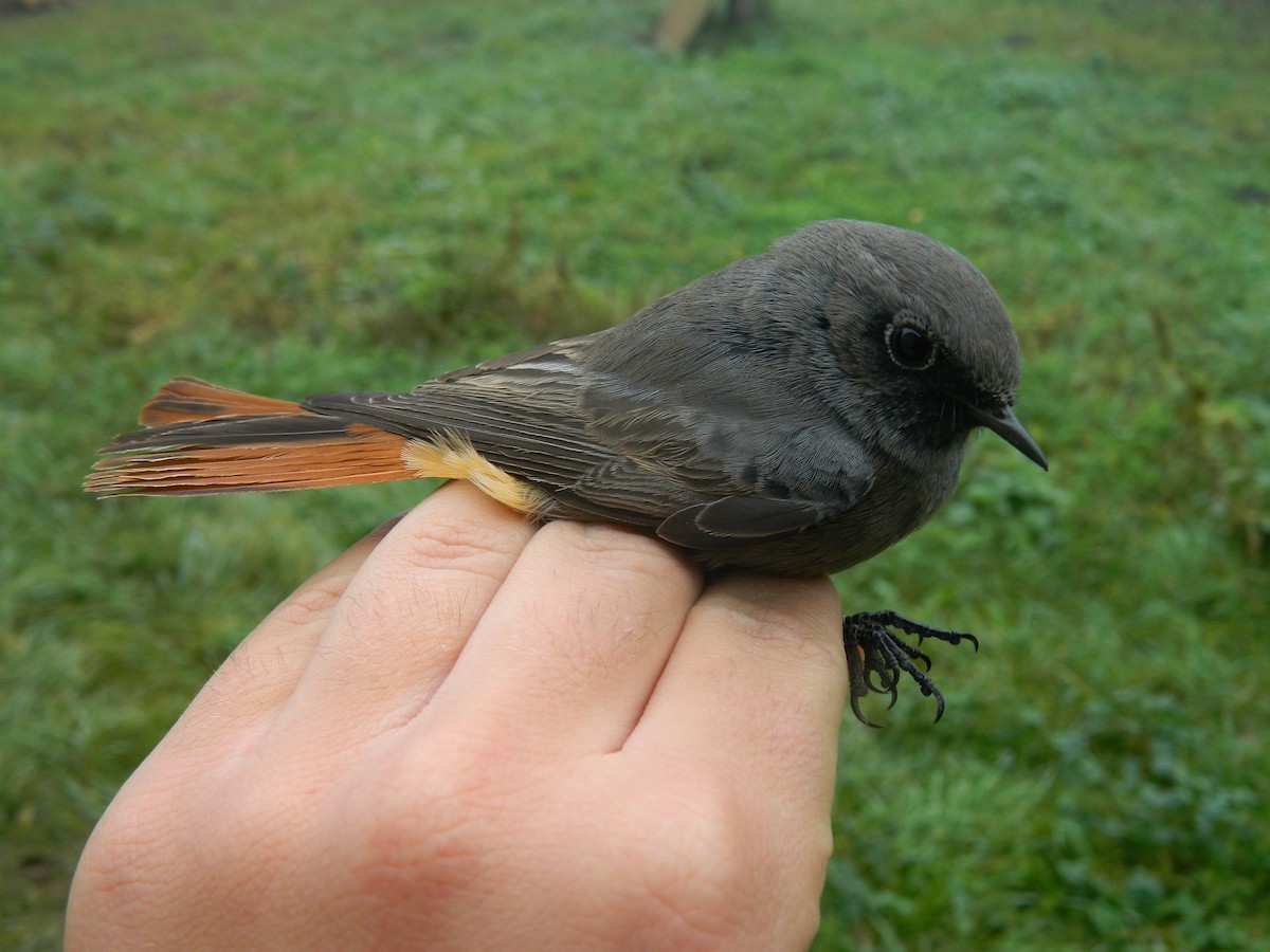 Black Redstart - ML646314413
