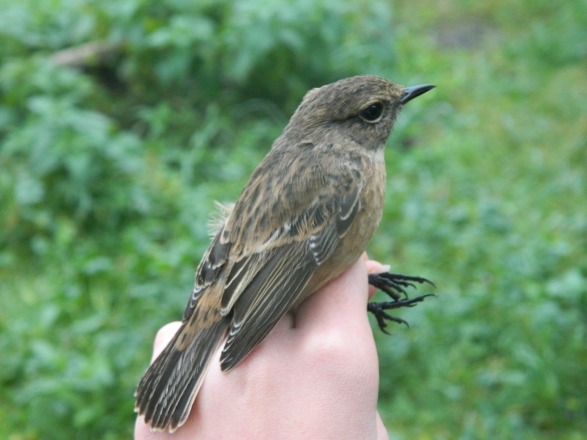 European Stonechat - ML646314414