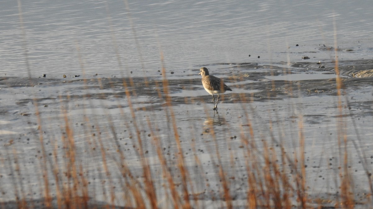 Chorlito Gris - ML646314420