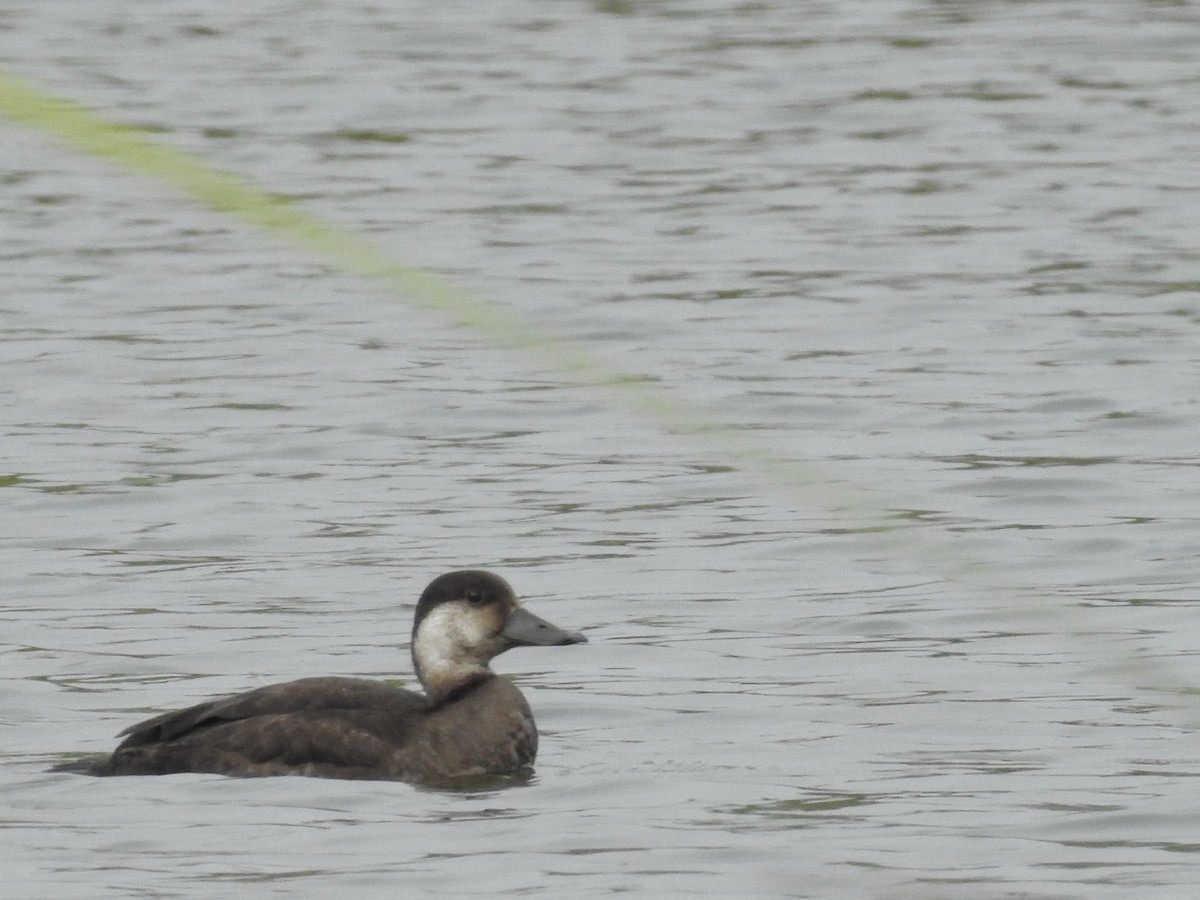 Black Scoter - ML646314421