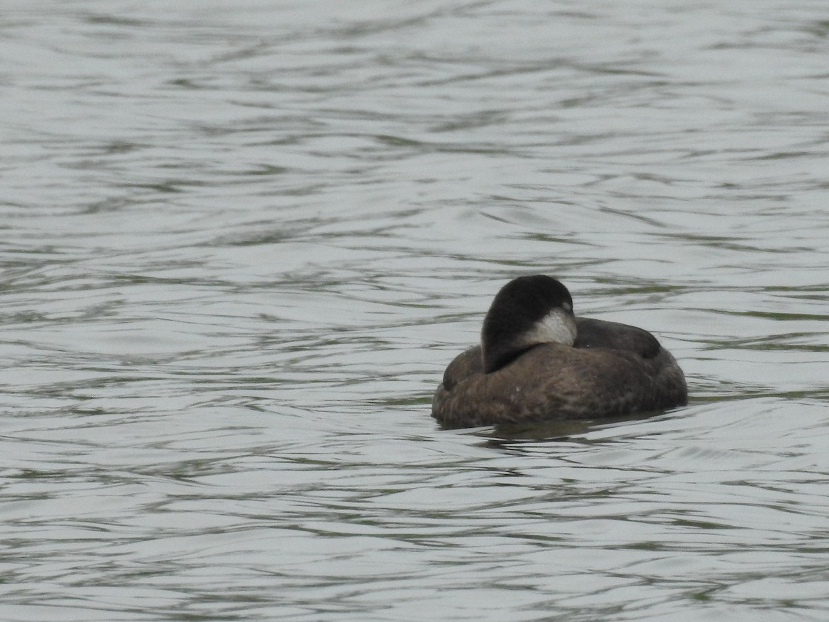 Black Scoter - ML646314422