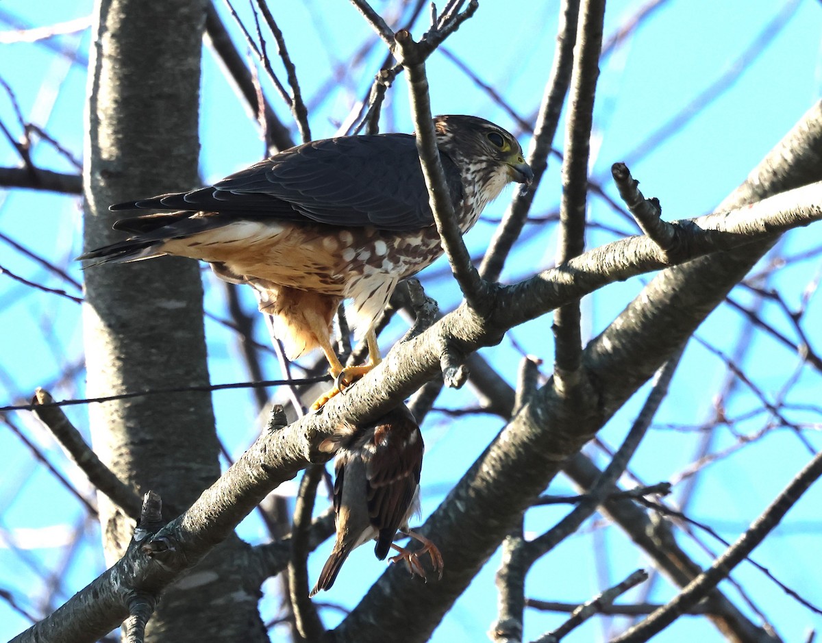 Merlin - ML646314425