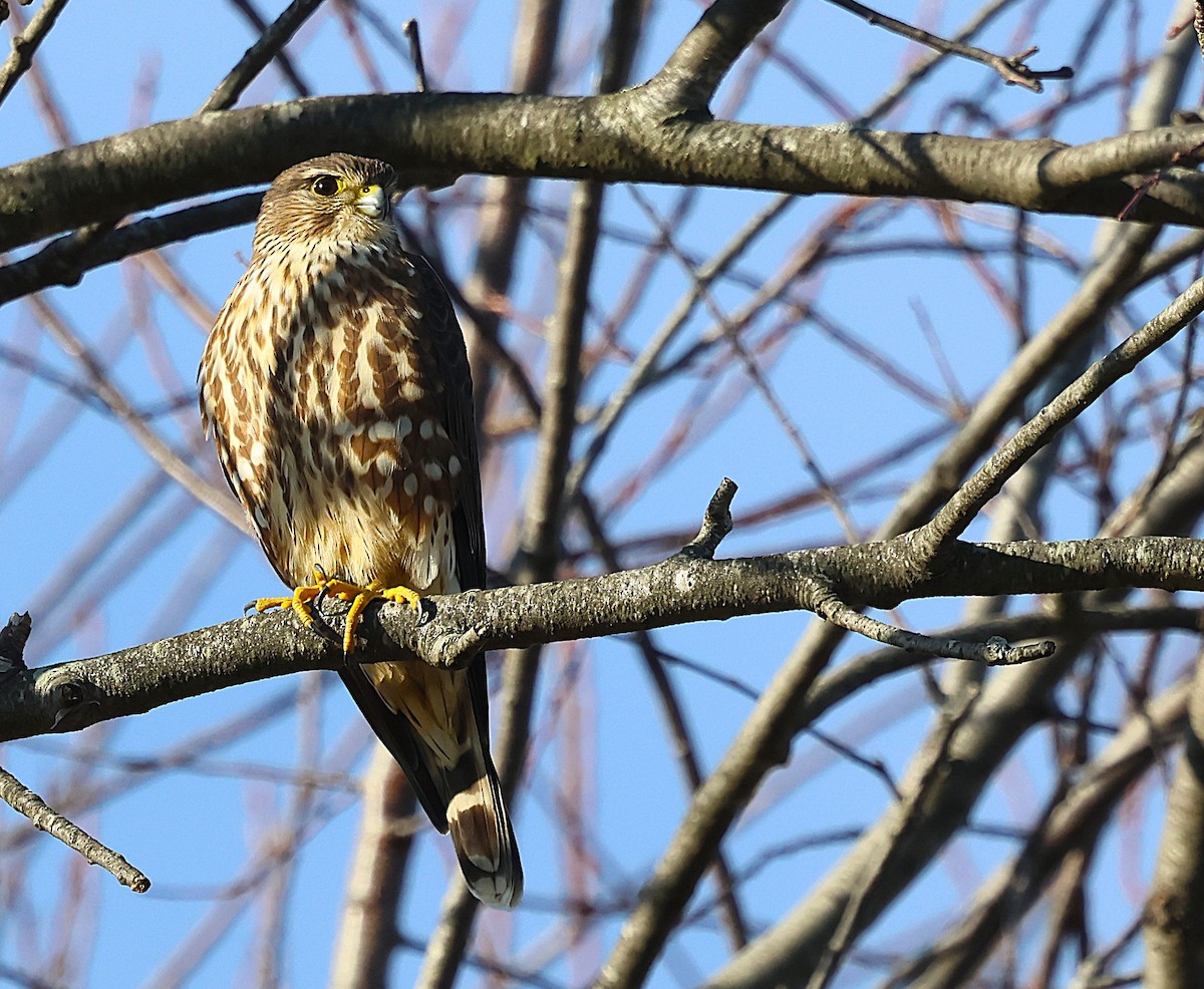 Merlin - ML646314426