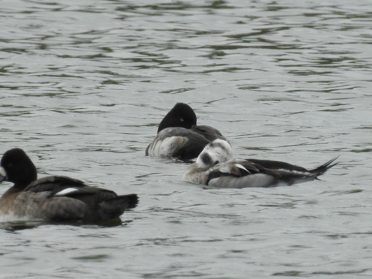 Long-tailed Duck - ML646314427