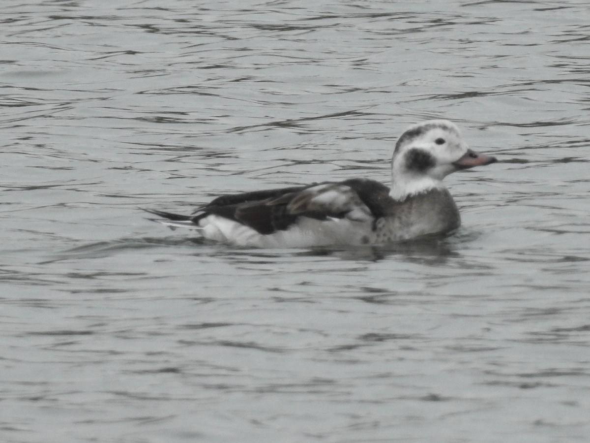 Long-tailed Duck - ML646314428