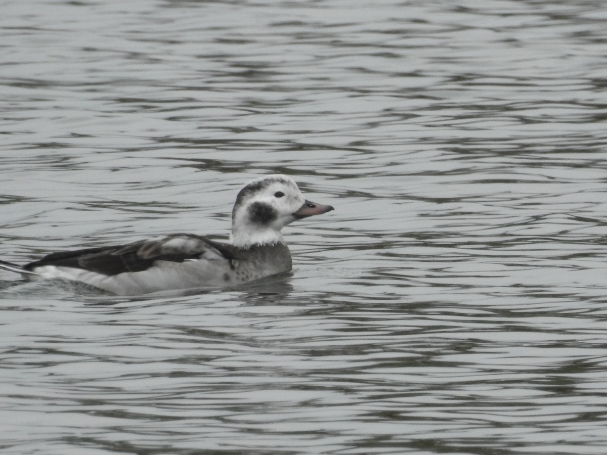 Long-tailed Duck - ML646314429
