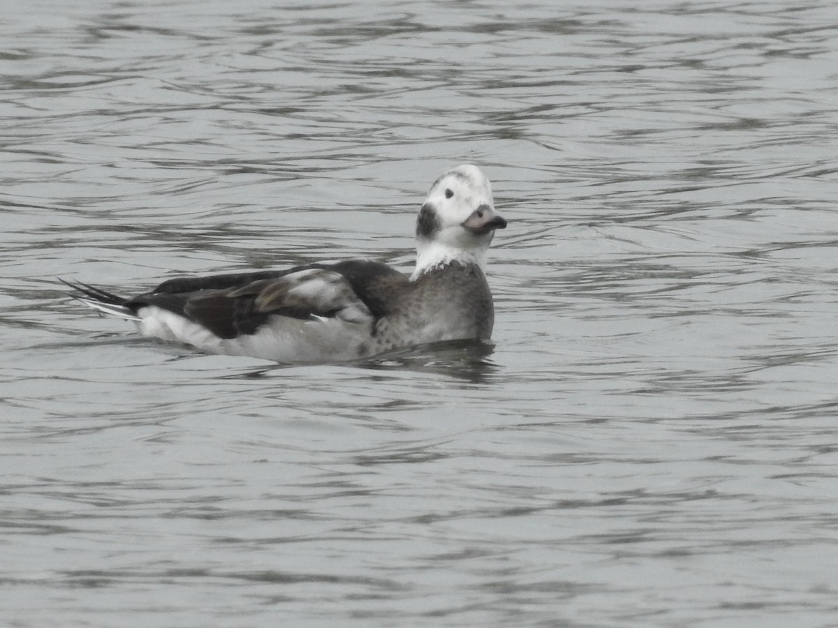 Long-tailed Duck - ML646314434
