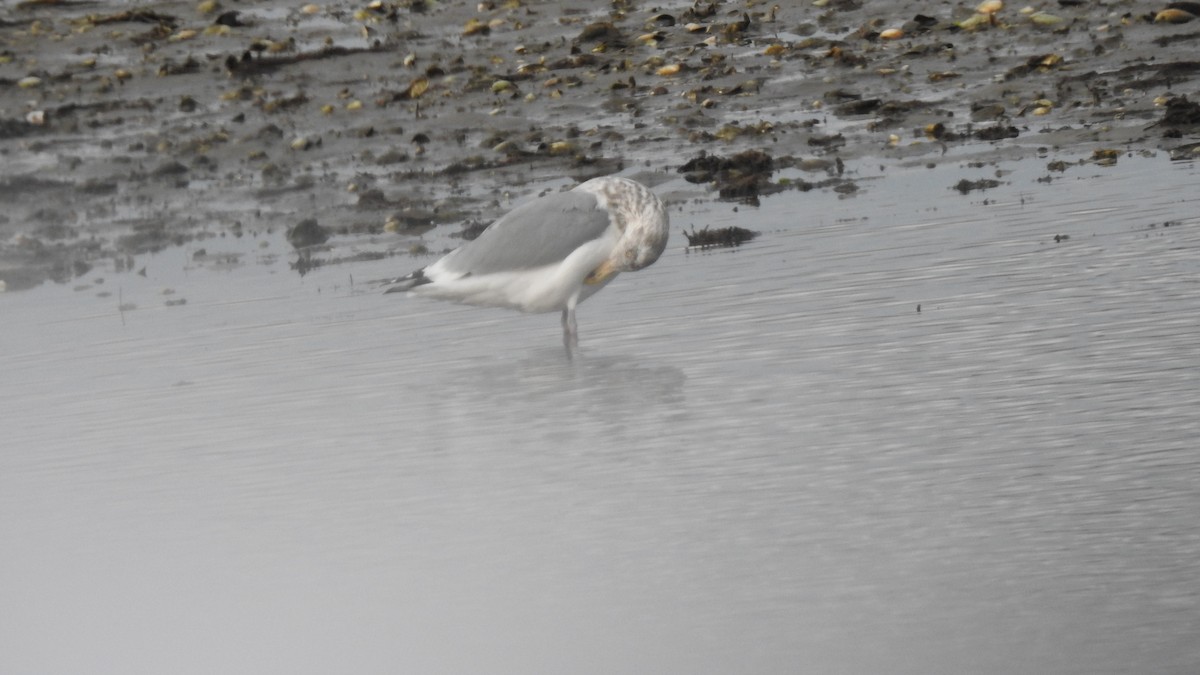 שחף מערבי - ML646314436