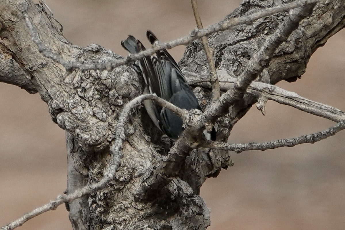 White-breasted Nuthatch - ML646314437