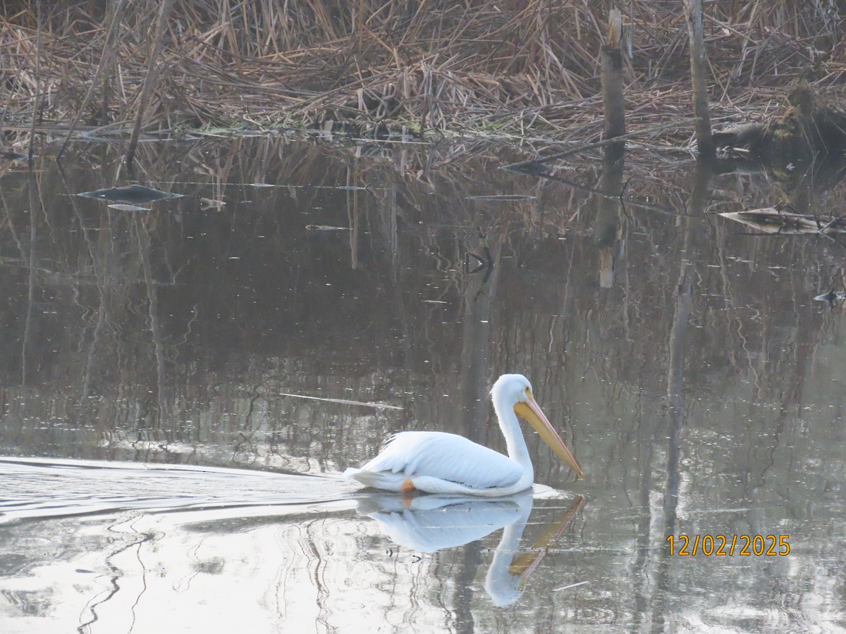 שקנאי אמריקני - ML646314438