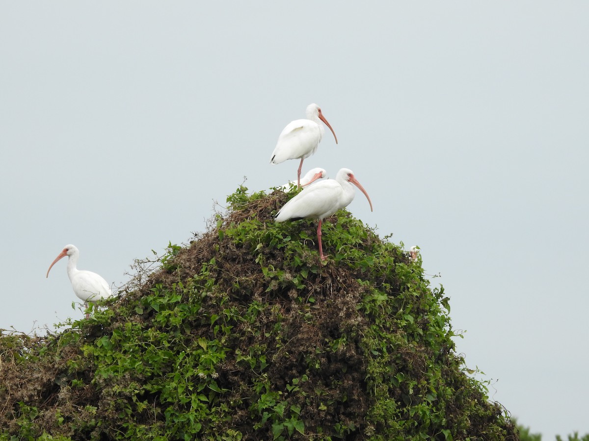 White Ibis - ML646314439