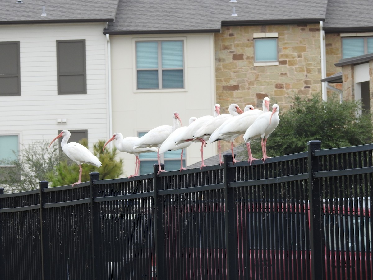 White Ibis - ML646314440