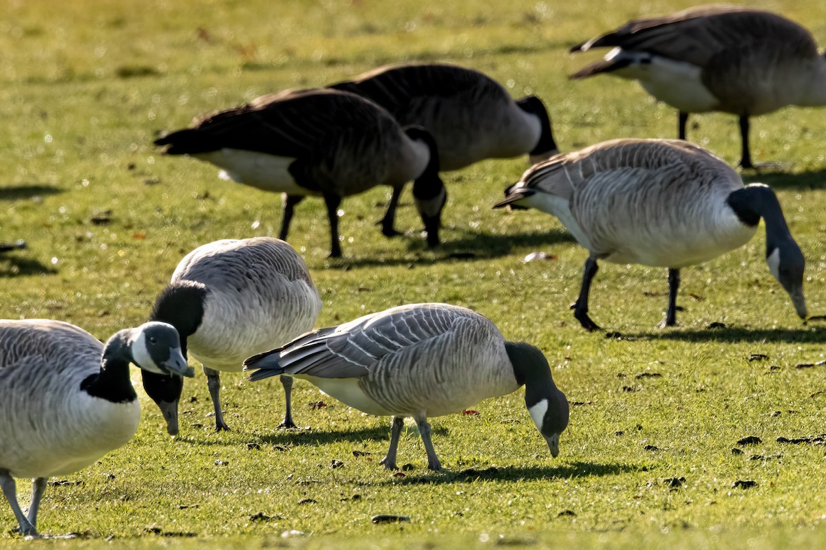 Cackling Goose - ML646314441