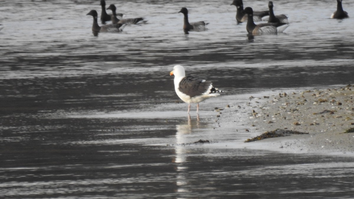 שחף ימי - ML646314442