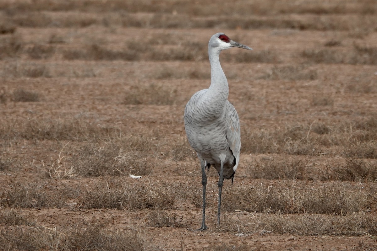 עגור קנדי - ML646314443