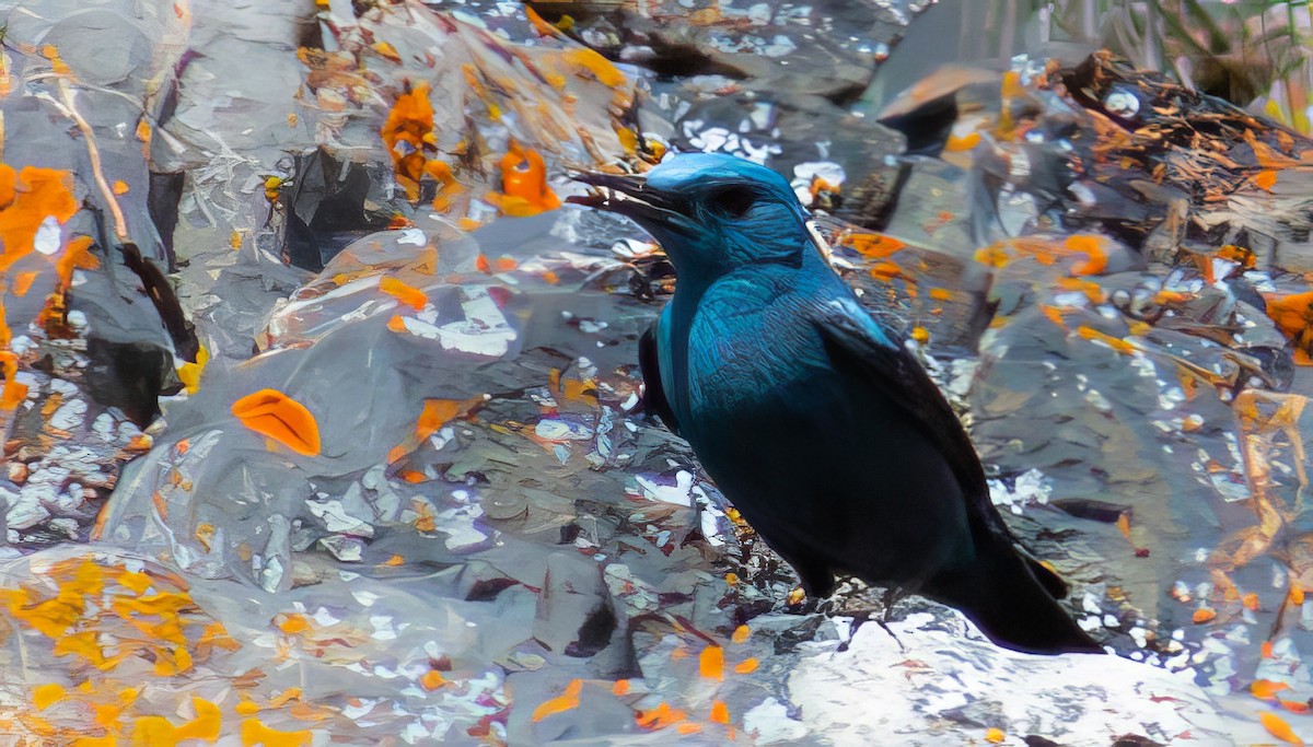צוקית בודדת - ML646314445