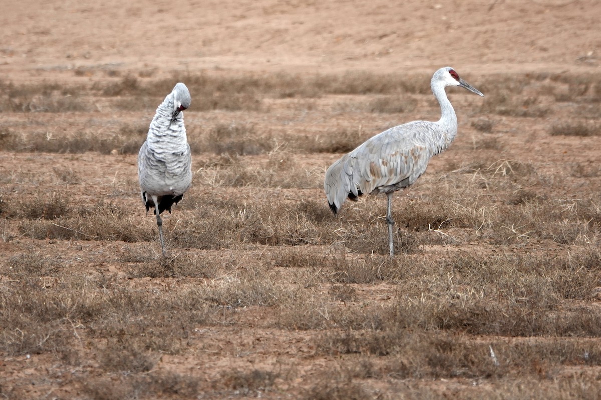 עגור קנדי - ML646314447