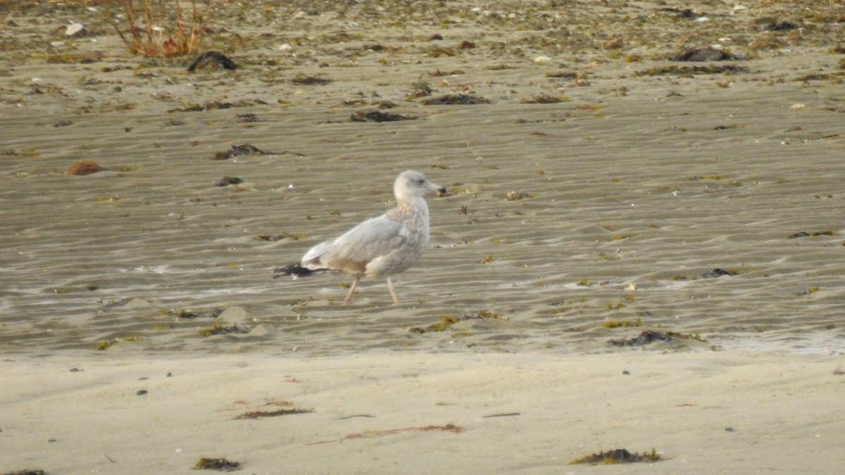שחף מערבי - ML646314448