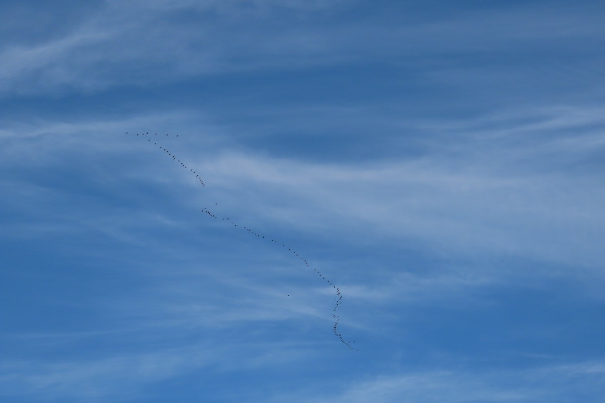 ברנטה קנדית - ML646314449