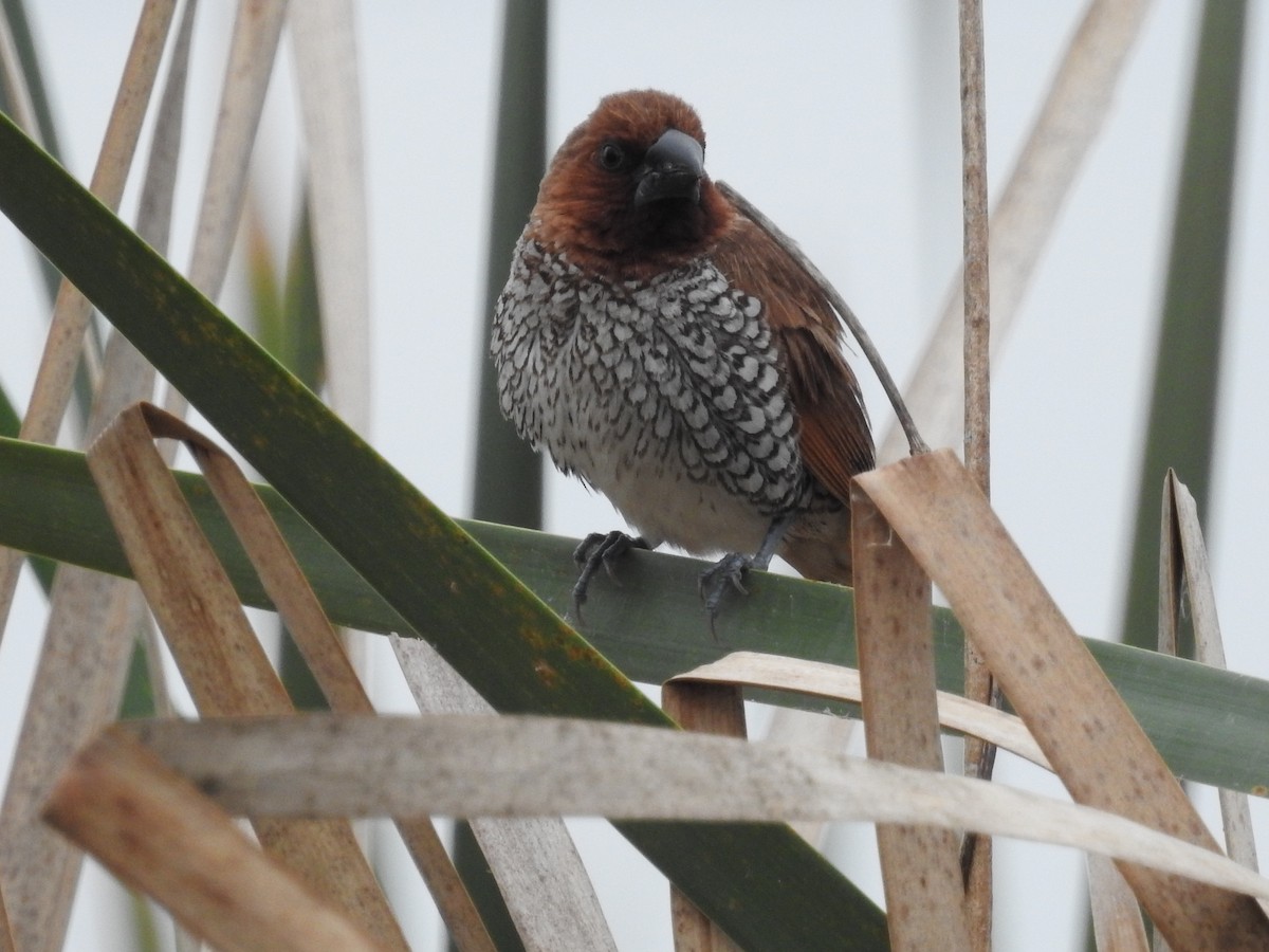 מוניה מפוספסת-חזה - ML646314450