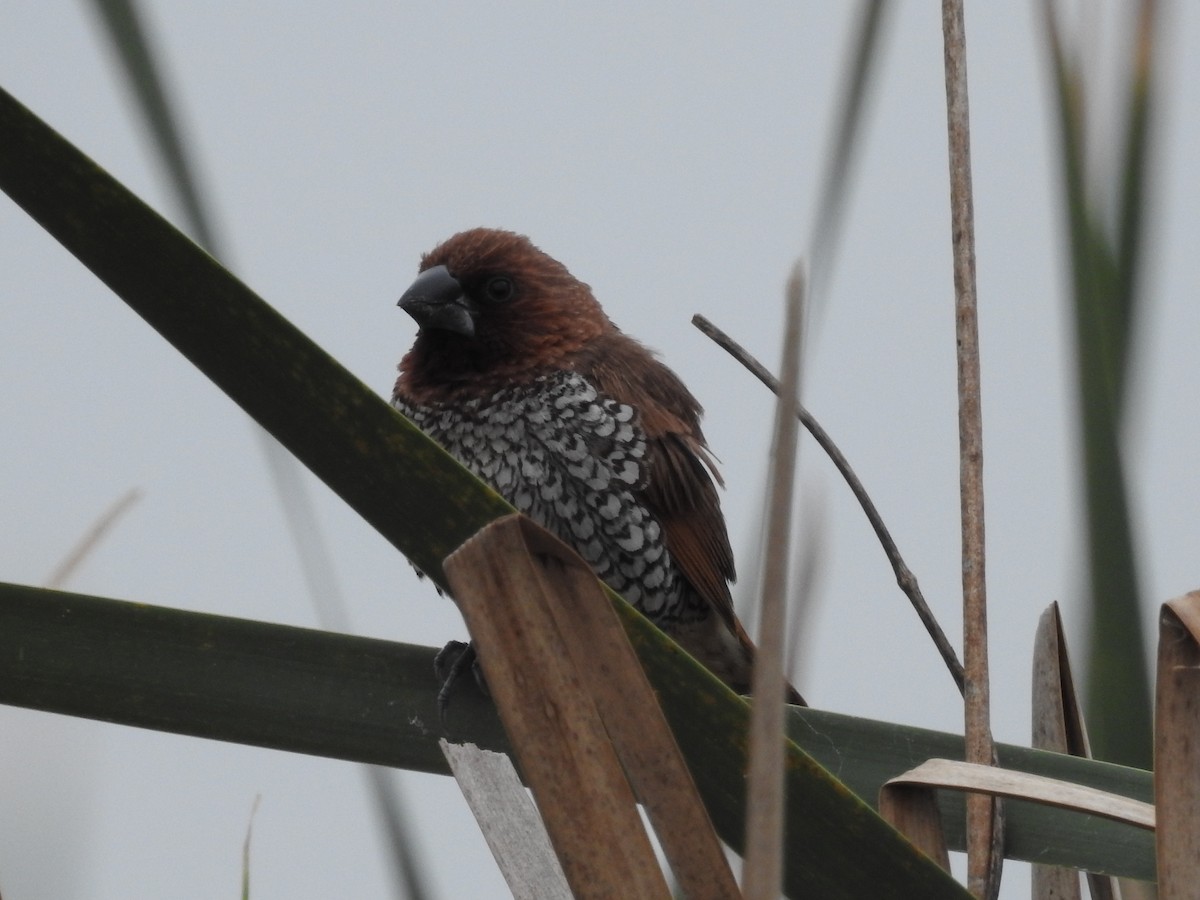 מוניה מפוספסת-חזה - ML646314451