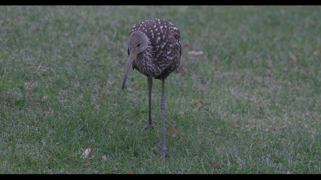 Courlan brun (groupe pictus) - ML646314452