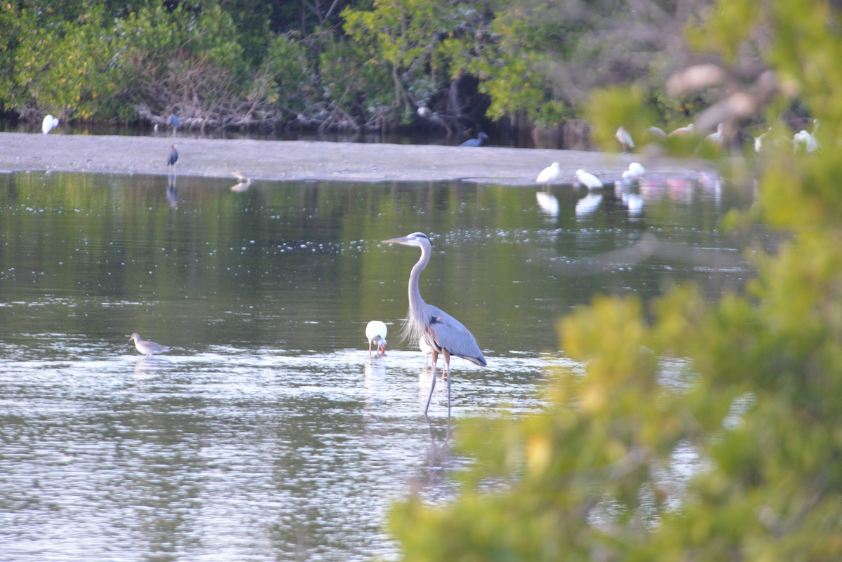 אנפה אמריקנית - ML646314453