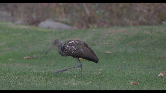Limpkin (Speckled) - ML646314454