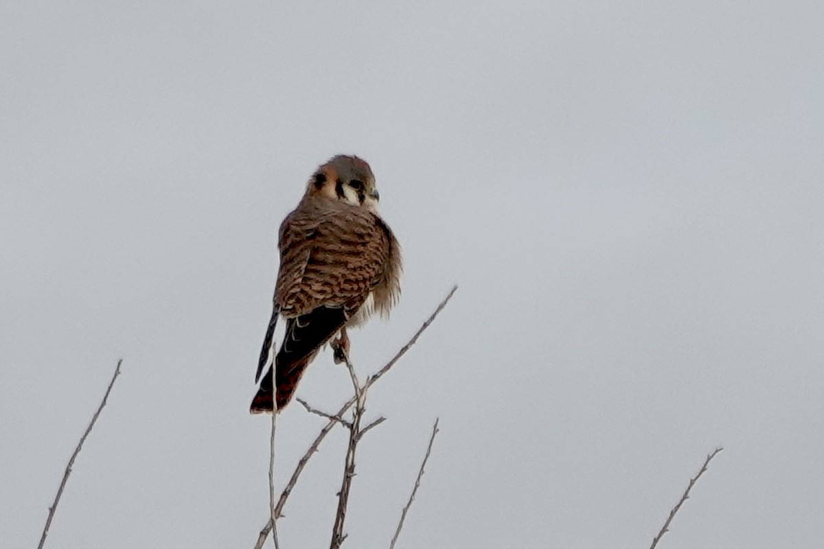 בז אמריקני - ML646314455