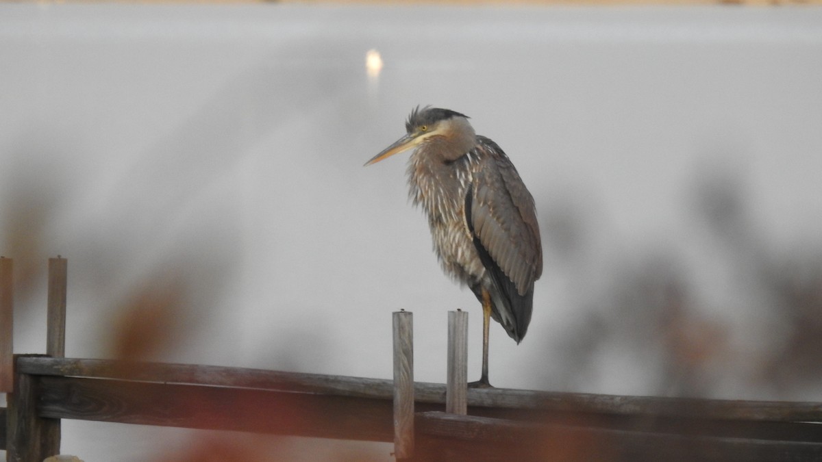 אנפה אמריקנית - ML646314456