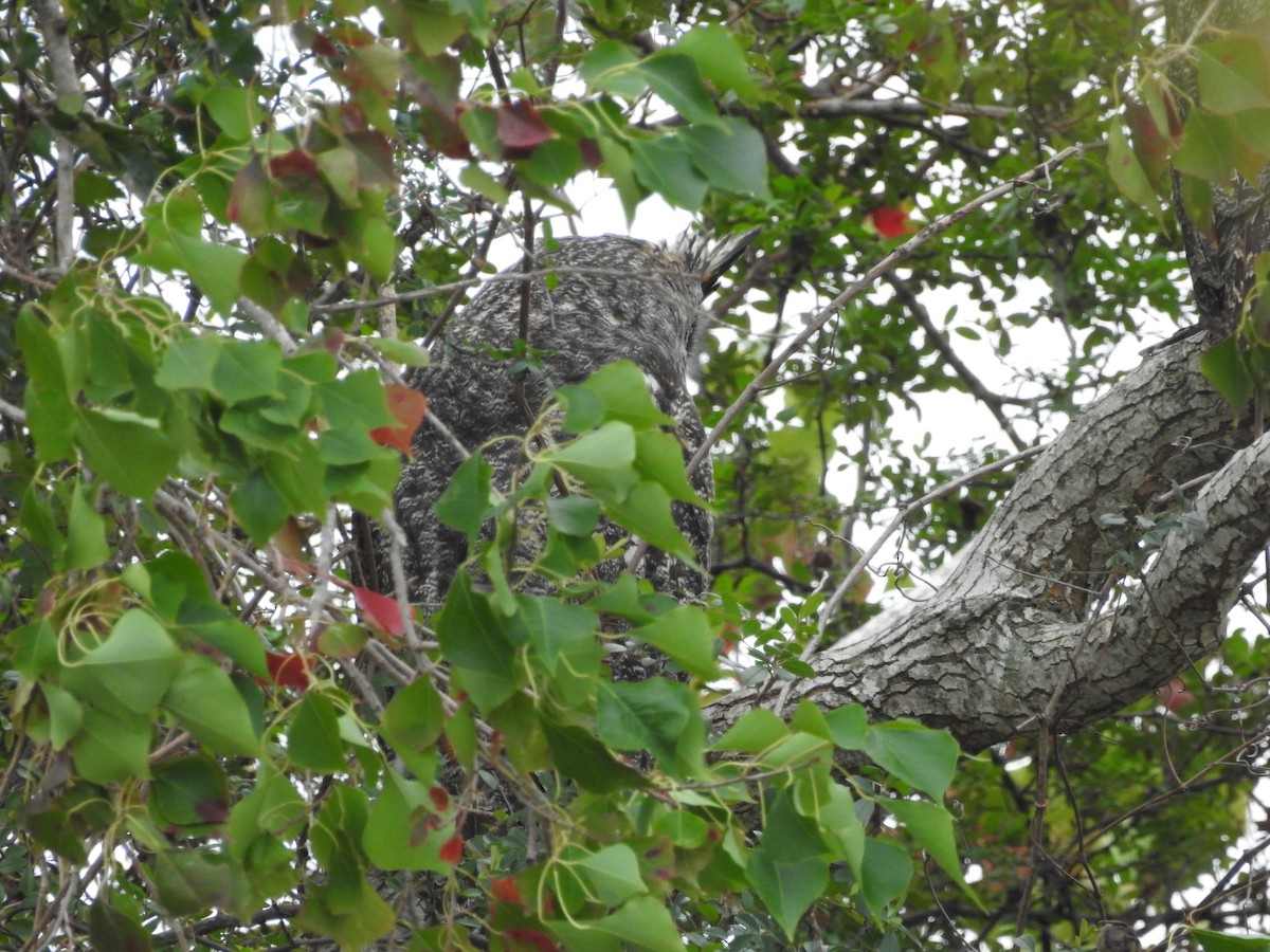 Great Horned Owl - ML646314457